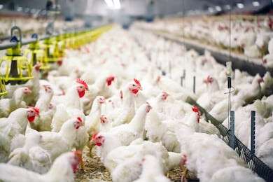 poultry - example image