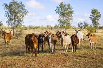outback - example image